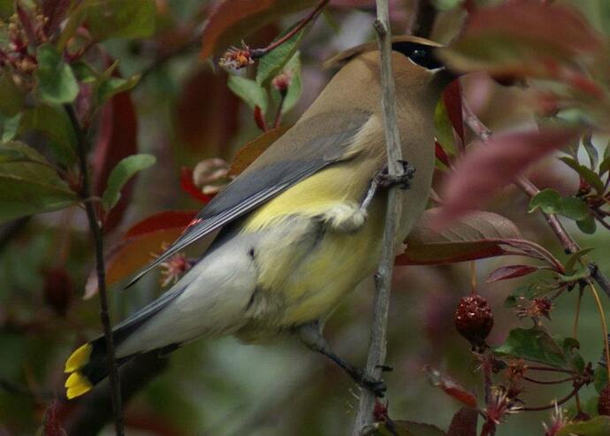 CedarWaxwing