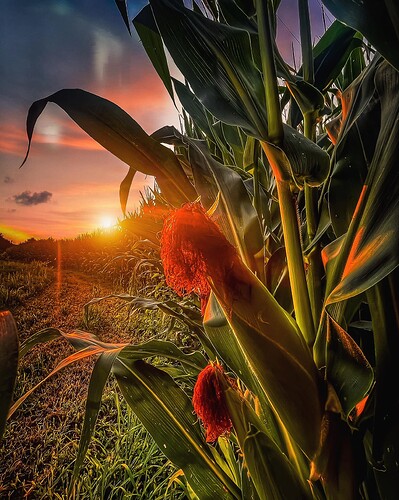 iowa-corn