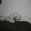 Lajoie_Parrot